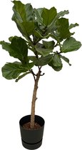 Trendyplants - Ficus Lyrata stam inclusief elho Greenville Round zwart - 160 cm - Ø30cm