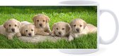 Beker - Golden Retreiver Pups