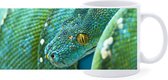 Beker - Boompython Groenblauw Slang