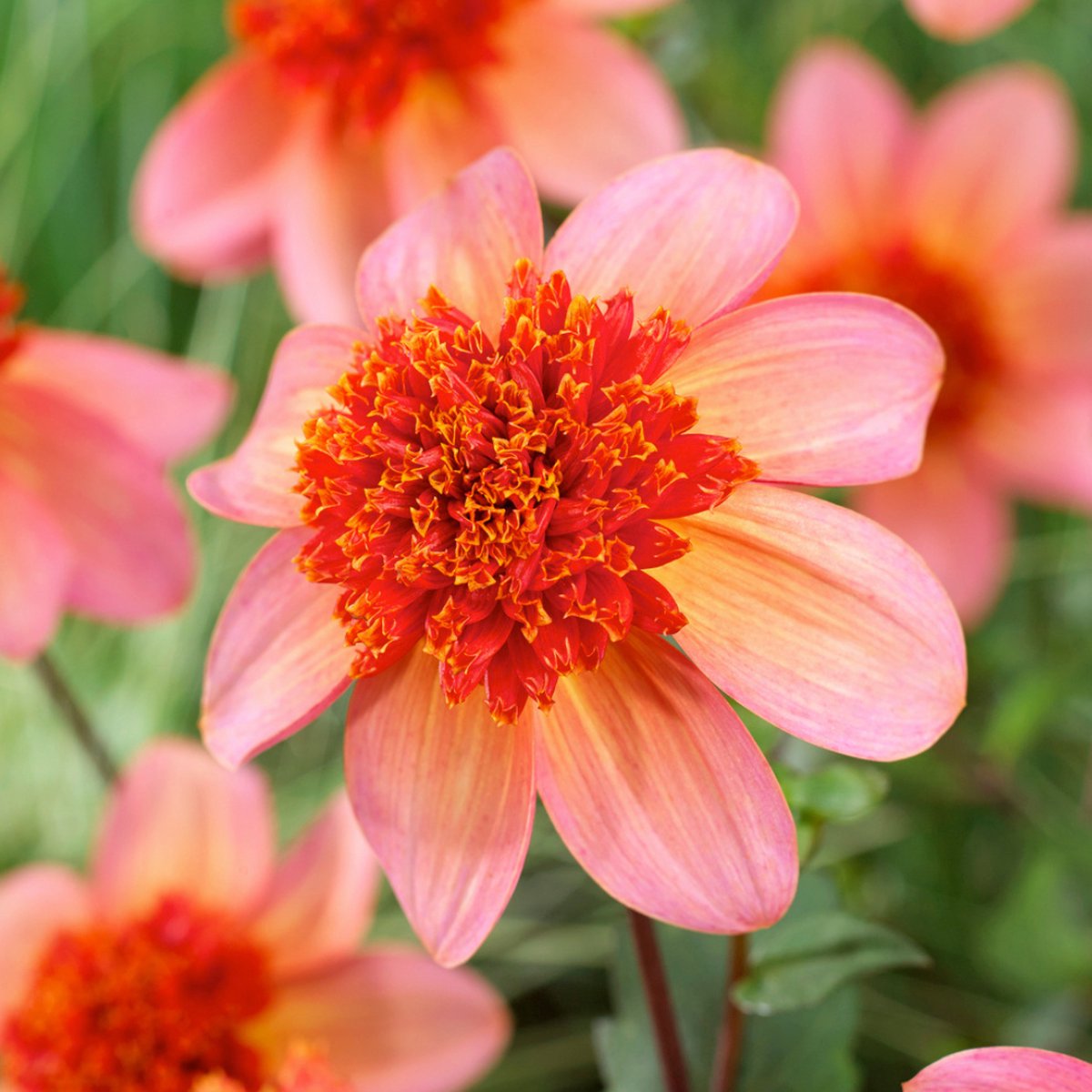 Plant in a Box - Dahlia 'Totally Tangerine' - set van 3 - zomerbloeiers - dahliaknollen - tuinbloemen - Oranje/Roze