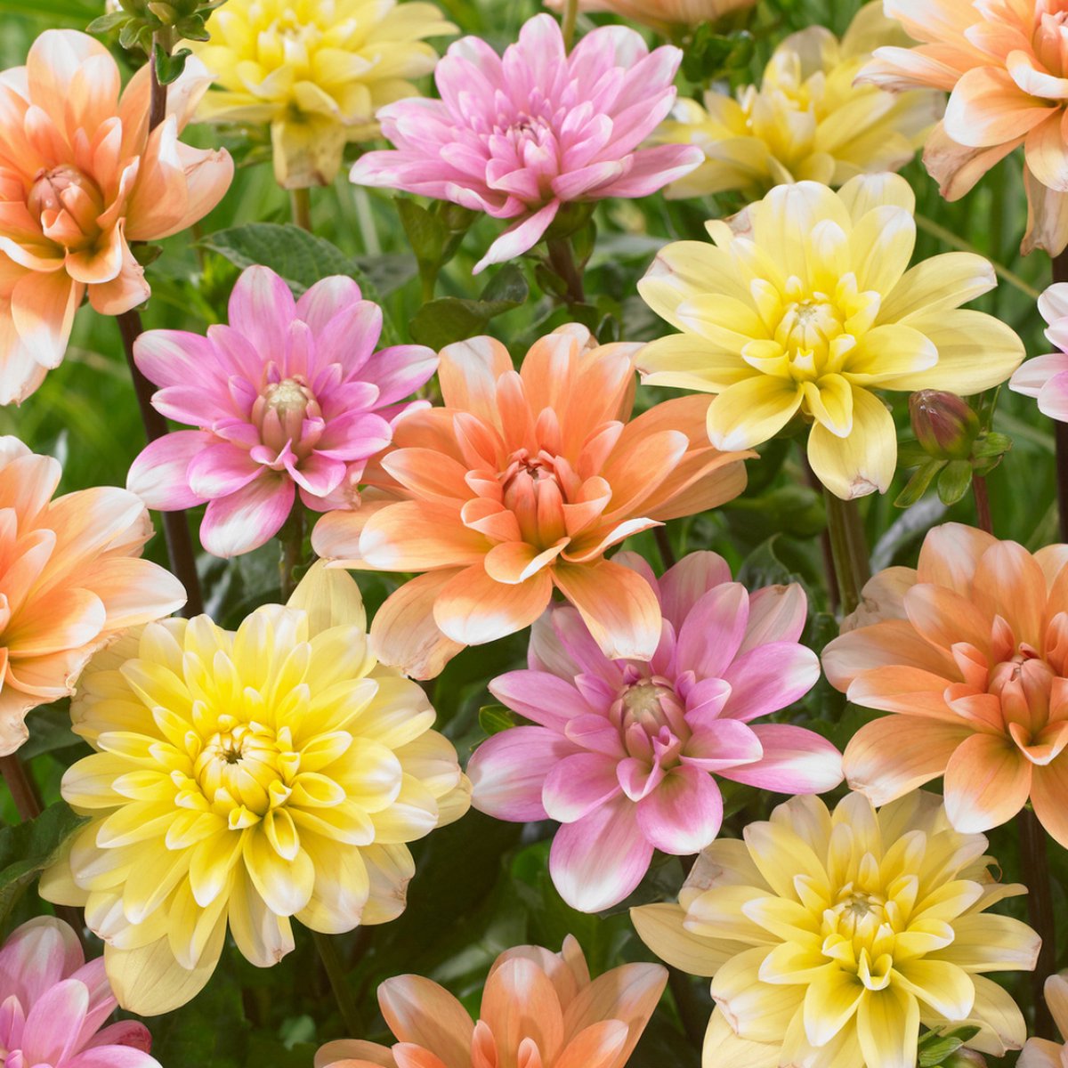 Plant in a Box - Dahlia 'Waterlily Mix' - set van 6 - zomerbloeiers - dahliaknollen - tuinbloemen - Geel / Oranje / Roze