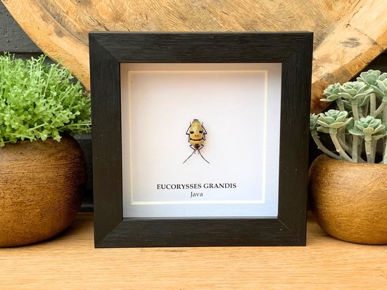 Kader met echte kever " Eucorysses Grandis " - taxidermie - entomologie - boxframe