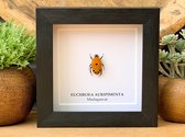 Cadre avec véritable coléoptère "Euchroea Auripimenta" - Monté - Taxidermie - Entomologie