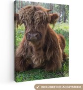 Tableau sur toile Scottish Highlander - Crapaud - Animaux - 60x80 cm - Décoration murale