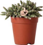 Cactus – Rotskoraal (Rhipsalis Baccifera Horrida) – Hoogte: 15 cm – van Botanicly