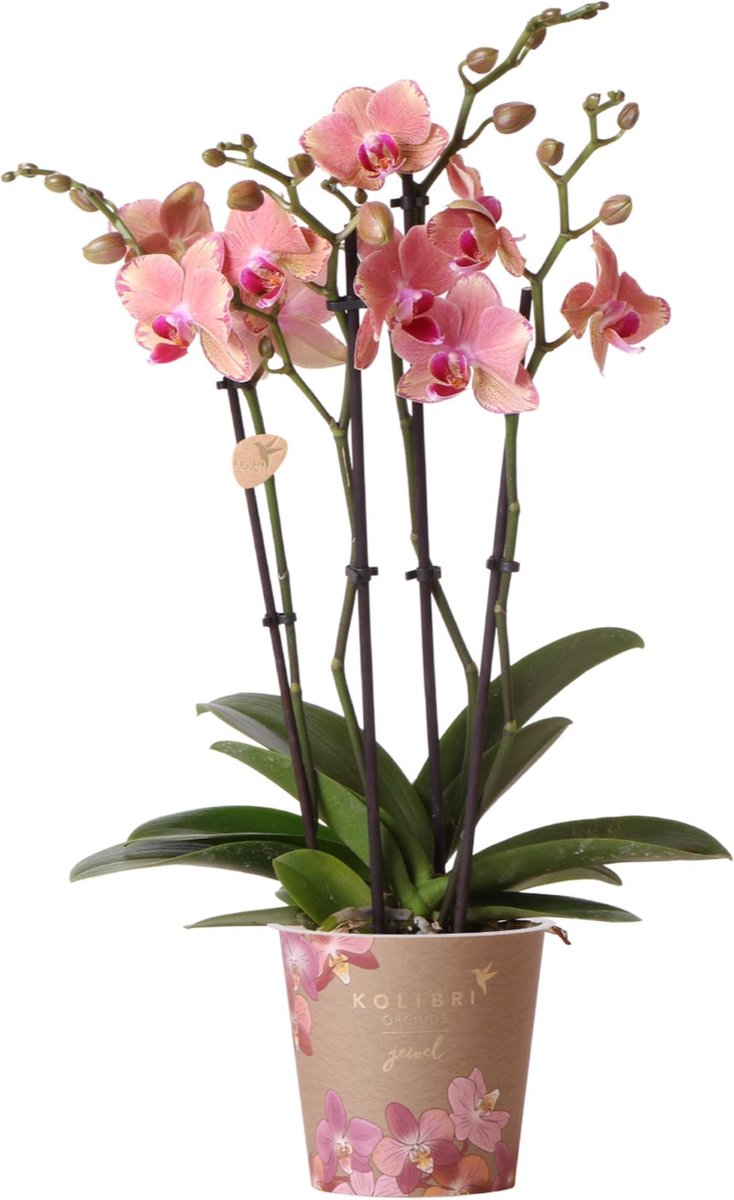 BOTANICLY Orchidee – Vlinder orchidee (Phalaenopsis) – Hoogte: 45 cm – van