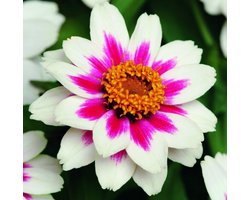 Zinnia x Hybrida Starlight Rose