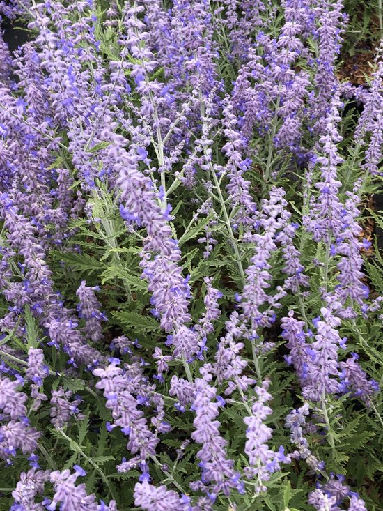 6 x Perovskia atriplicifolia lacey blue - Blauwspirea in pot 9 x 9 cm