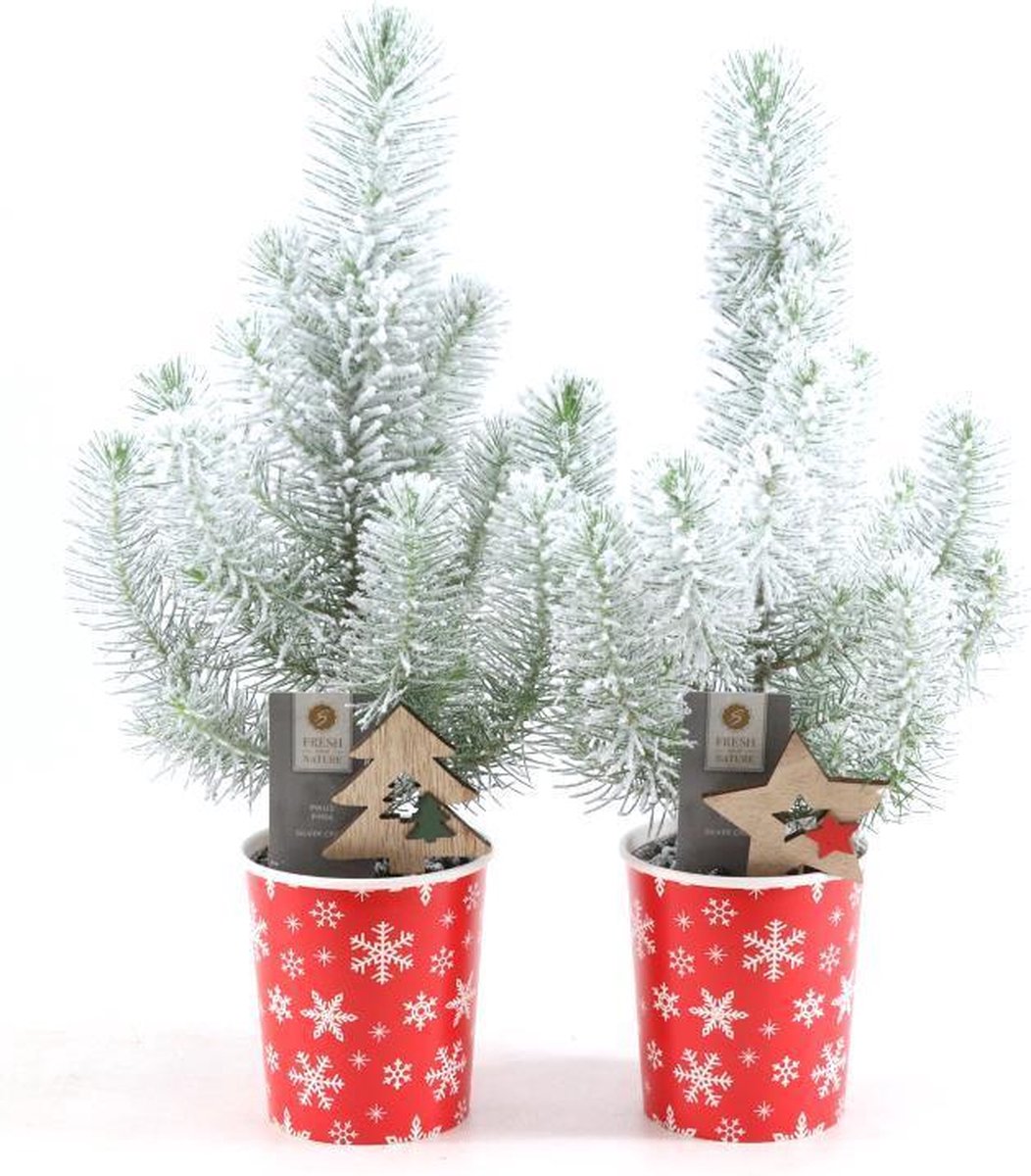 Pinus Pinea met Sneeuw In Kerstpot (2 stuks) - Kerst - Ø11cm - 35cm - Kerstversiering - Kerst decoratie
