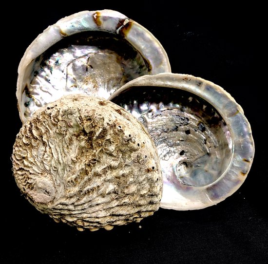 Abalone schelp om te SMUDGEN - Merkloos