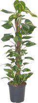 Groene plant – Epipremnum Pinnatum (Epipremnum Pinnatum) met bloempot – Hoogte: 100 cm – van Botanicly