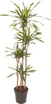 Groene plant – Anita Variegata (Dracaena Riki) met bloempot – Hoogte: 170 cm – van Botanicly