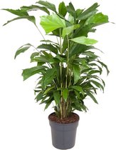 Kamerpalm – Zachte Vinnetjespalm (Caryota mitis) met bloempot – Hoogte: 130 cm – van Botanicly