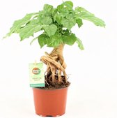Groene plant – China Doll plant (Radermachera sinica) met bloempot – Hoogte: 30 cm – van Botanicly