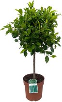 Bonsai – Vioolplant (Ficus Nitida) met bloempot – Hoogte: 90 cm – van Botanicly