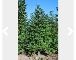 25 x Fraxinus excelsior -Frêne 60- 90 cm racine nue