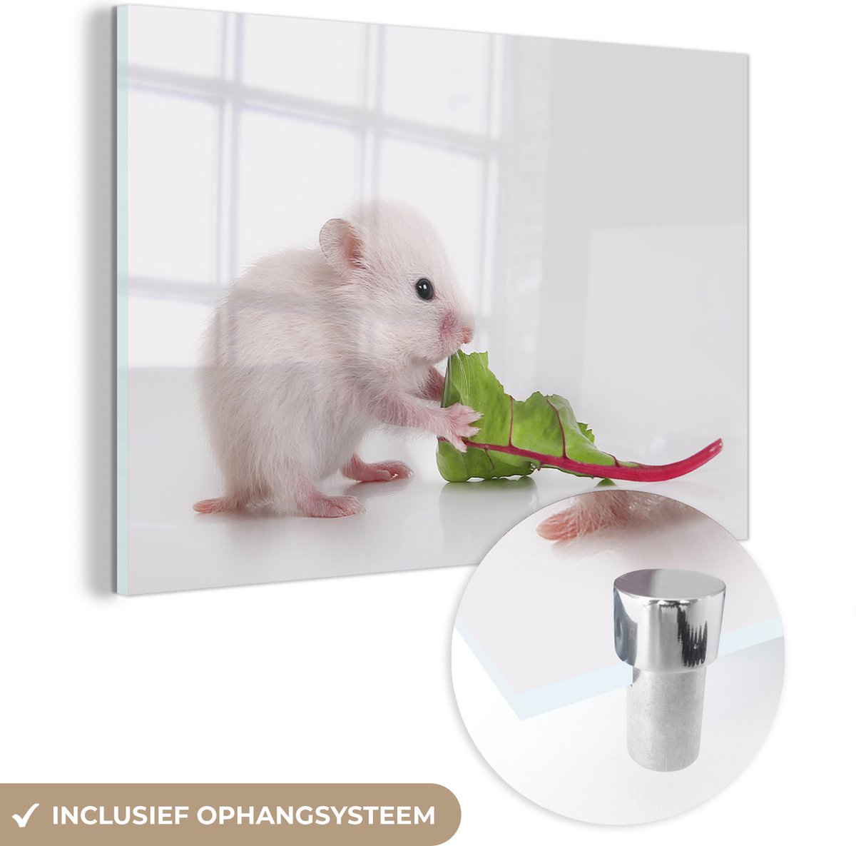 ® Glasschilderij 150x100 cm - Schilderij acrylglas - Etende baby hamster - Foto op glas - Muurdecoratie woonkamer - Wanddecoratie slaapkamer - Schilderijen