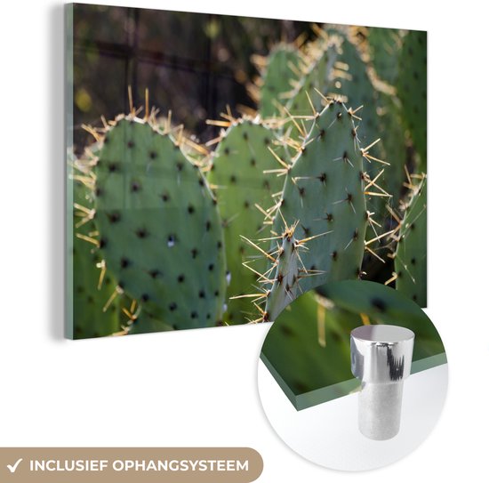 Foto: Muchowow glasschilderij 30x20 cm schilderij acrylglas botanical cactus fotoprint foto op glas schilderijen