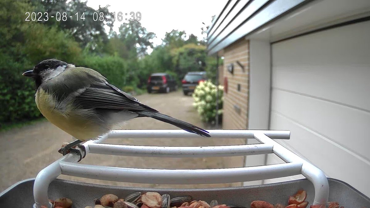 Mangeoire à oiseaux Smart Hofman avec caméra