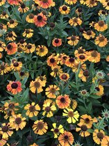 6 x helenium autumnale 'short and sassy' - Zonnekruid in pot 9 x 9 cm