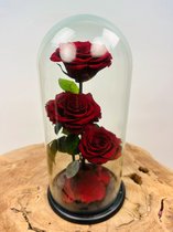Longlife Roos 3 rode rozen in stolp | Eeuwige Roos | Prachtige en unieke interieurdecoratie | Perfect om te geven