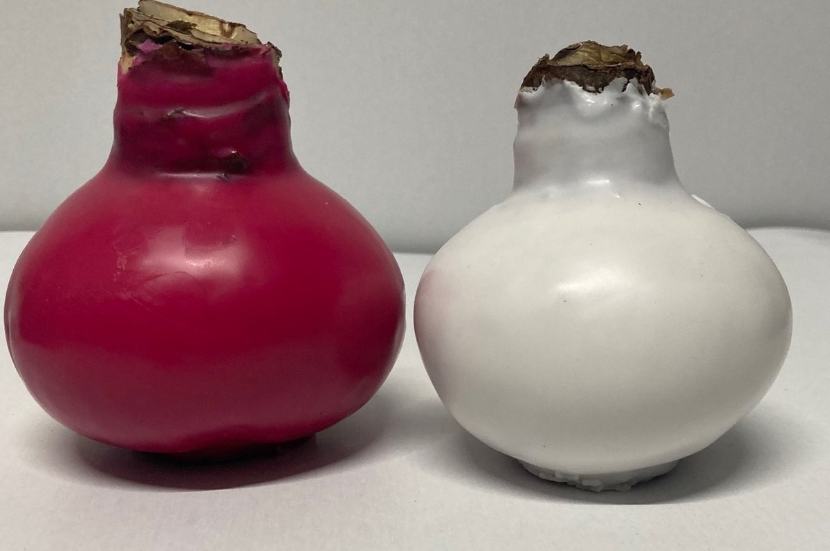 Wax amaryllis duo roze / wit - wax bol
