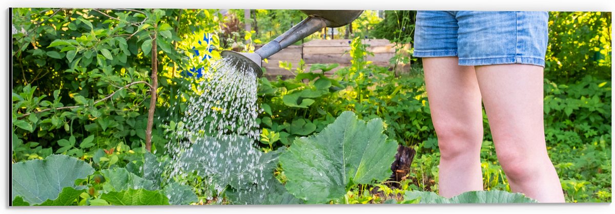 Dibond - Tuin - Bloemen - Planten - Gieter - Water - Groen - 60x20 cm Foto op Aluminium (M