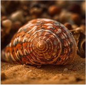 Poster Glanzend – Schelp - Closeup - Zand - Strand - 50x50 cm Foto op Posterpapier met Glanzende Afwerking