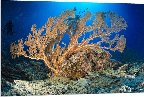 Dibond - Oceaan - Zee - Onderwaterleven - Koraal - Duiken - Kleuren - 120x80 cm Foto op Aluminium (Wanddecoratie van metaal)