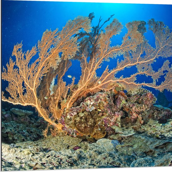 Dibond - Oceaan - Zee - Onderwaterleven - Koraal - Duiken - Kleuren - 80x80 cm Foto op Aluminium (Met Ophangsysteem)