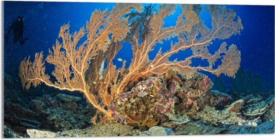Acrylglas - Oceaan - Zee - Onderwaterleven - Koraal - Duiken - Kleuren - 100x50 cm Foto op Acrylglas (Met Ophangsysteem)
