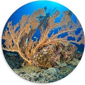 Dibond Muurcirkel - Oceaan - Zee - Onderwaterleven - Koraal - Duiken - Kleuren - 60x60 cm Foto op Aluminium Muurcirkel (met ophangsysteem)