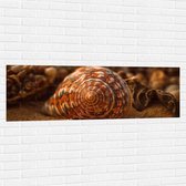 Muursticker - Schelp - Closeup - Zand - Strand - 150x50 cm Foto op Muursticker