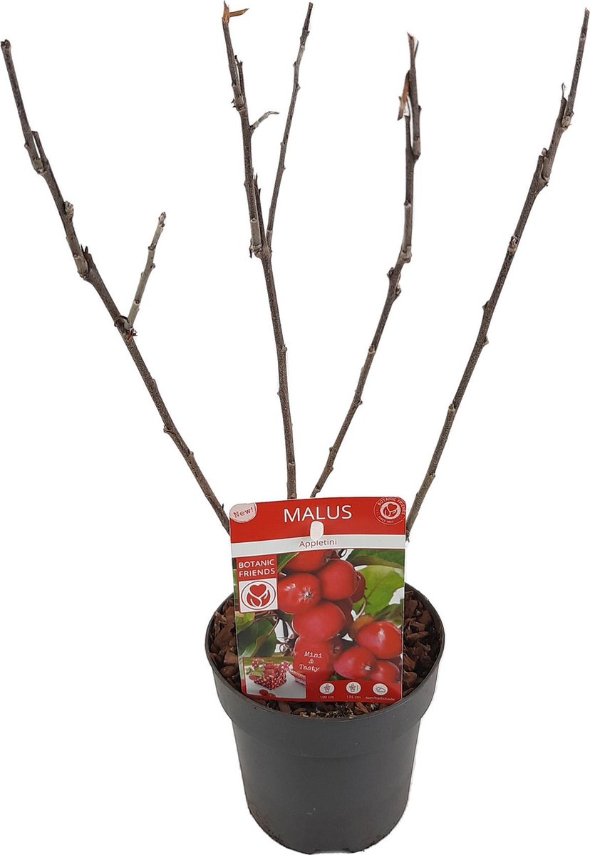 BOTANICLY Fruitboom – Appel plant (Malus Appletini) – Hoogte: 10 cm – van