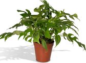 Monstera – Gatenplant (Monstera Minima) – Hoogte: 25 cm – van Botanicly