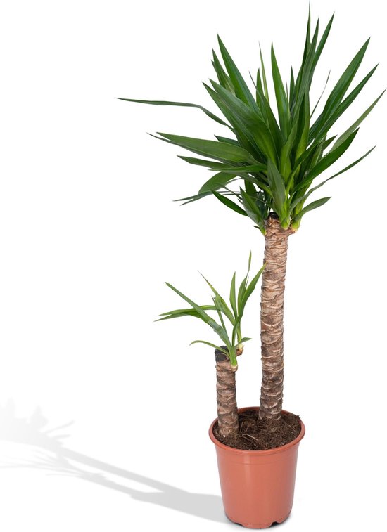 Kunstplant Calathea (78 cm) - Hoogwaardige kwaliteit Kunstplant Calathea (78 cm) - Hoogwaardige kwaliteit