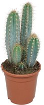 Cactus – Pilosocereus azureus (Pilosocereus azureus) – Hoogte: 40 cm – van Botanicly
