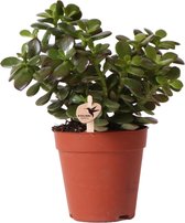 Vetplant – Jadeplant (Crassulla minor) – Hoogte: 18 cm – van Botanicly