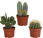 Botanicly — Cactus Mix | 3 Planten | Hoogte 23cm