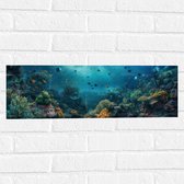 Muursticker - Oceaan - Zee - Dieren - Vissen - Koraal - Kleuren - 60x20 cm Foto op Muursticker