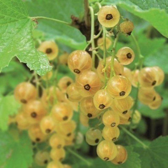 Ribes rubr. ‘Werdavia’ – Aalbes