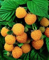 Rubus id. 'Fallgold' Framboos struik in pot