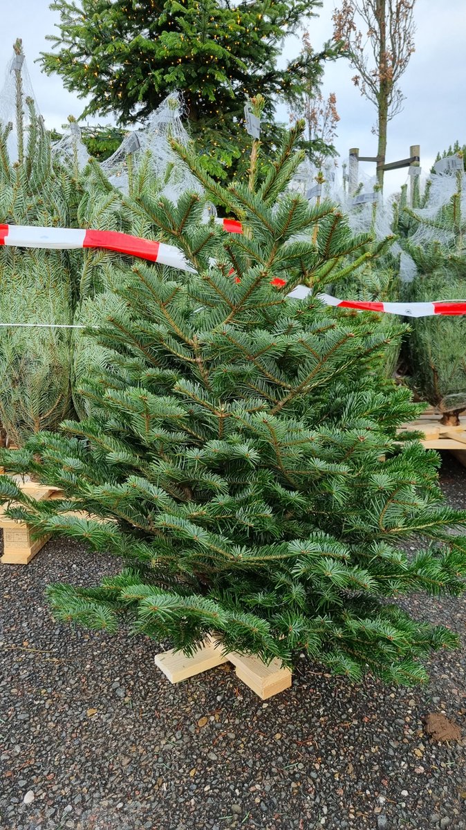 Sapin de Noël Nordmann Vrais Sapins de Noël Véritable sapin de Noël