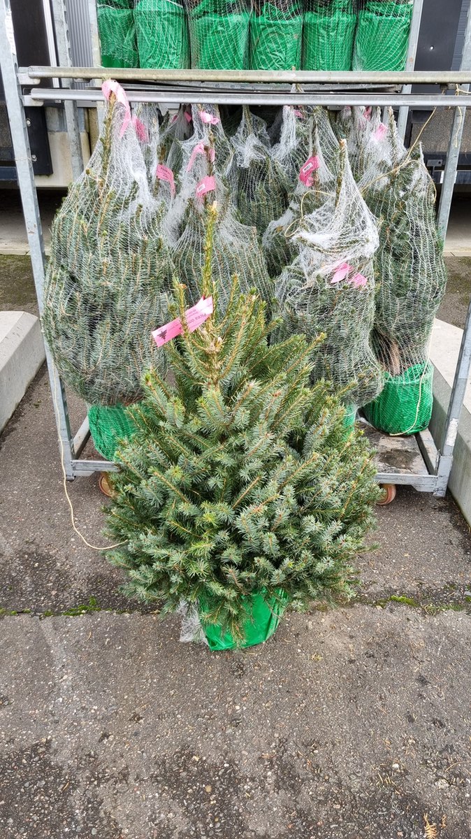 Picea Omorika Kerstboom met kluit Kerstboom in pot Echte Kerstbomen