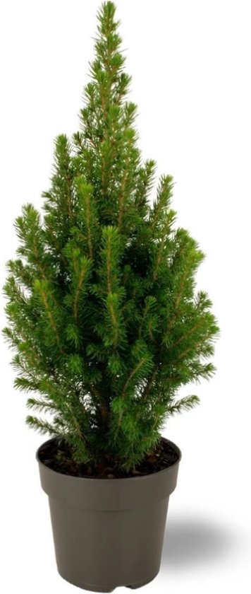 Picea Conica - Mini Kerstboom - 70 cm - Kleine kerstboom in pot