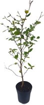 Fagus sylvatica C2.5 60-80 cm - Bladverliezend - Populair bij vogels - Prachtige herfstkleur - Snelle groeier