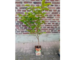 Biologische Walnotenboom- Fruitboom- 120 cm hoog- Potgekweekt- professioneel telersras