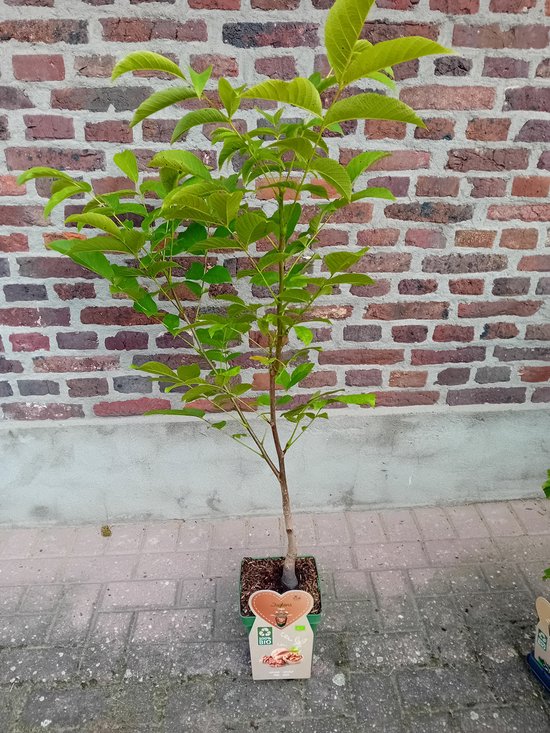 Jonge walnotenboom met groene bladeren, in pot.