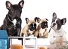 Fotobehangkoning - Behang - Vliesbehang - Fotobehang Franse Bulldogs - Hondjes - Puppies - Honden - 250 x 175 cm