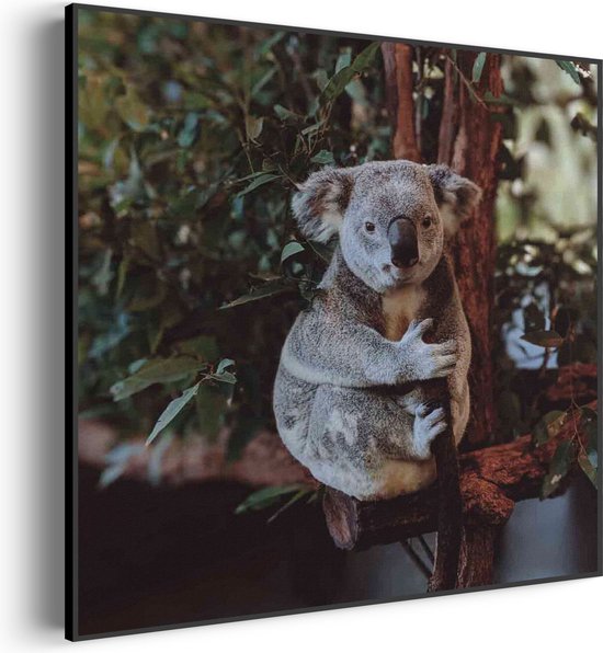 Akoestisch Schilderij De Vastgelamde Koala Vierkant Basic S (50 X 50 CM) - Akoestisch paneel - Akoestische Panelen - Akoestische wanddecoratie - Akoestisch wandpaneel
